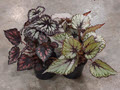 5" Begonia Rex Assortment